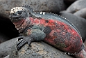 3462 Marine Iguana, scary but harmless